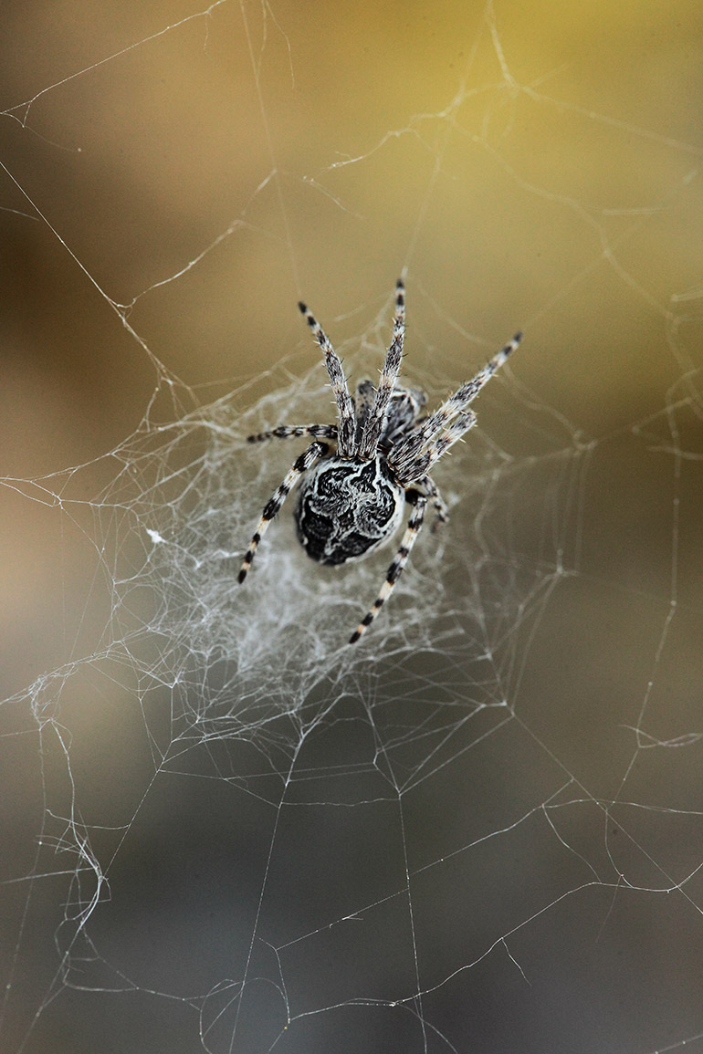 Larinioides sclopetarius - Montalto Ligure (IM)